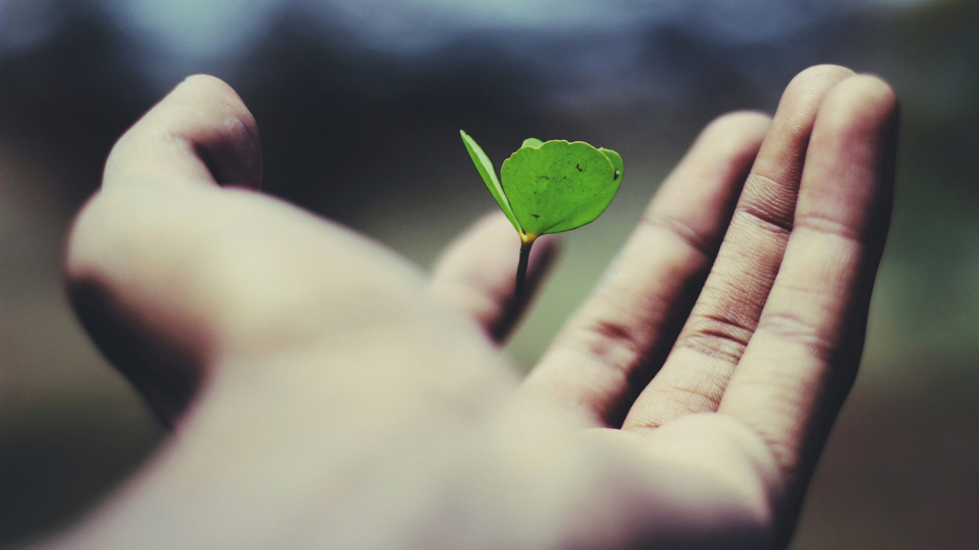 Planta de hojas verdes flotantes en la mano de una persona.